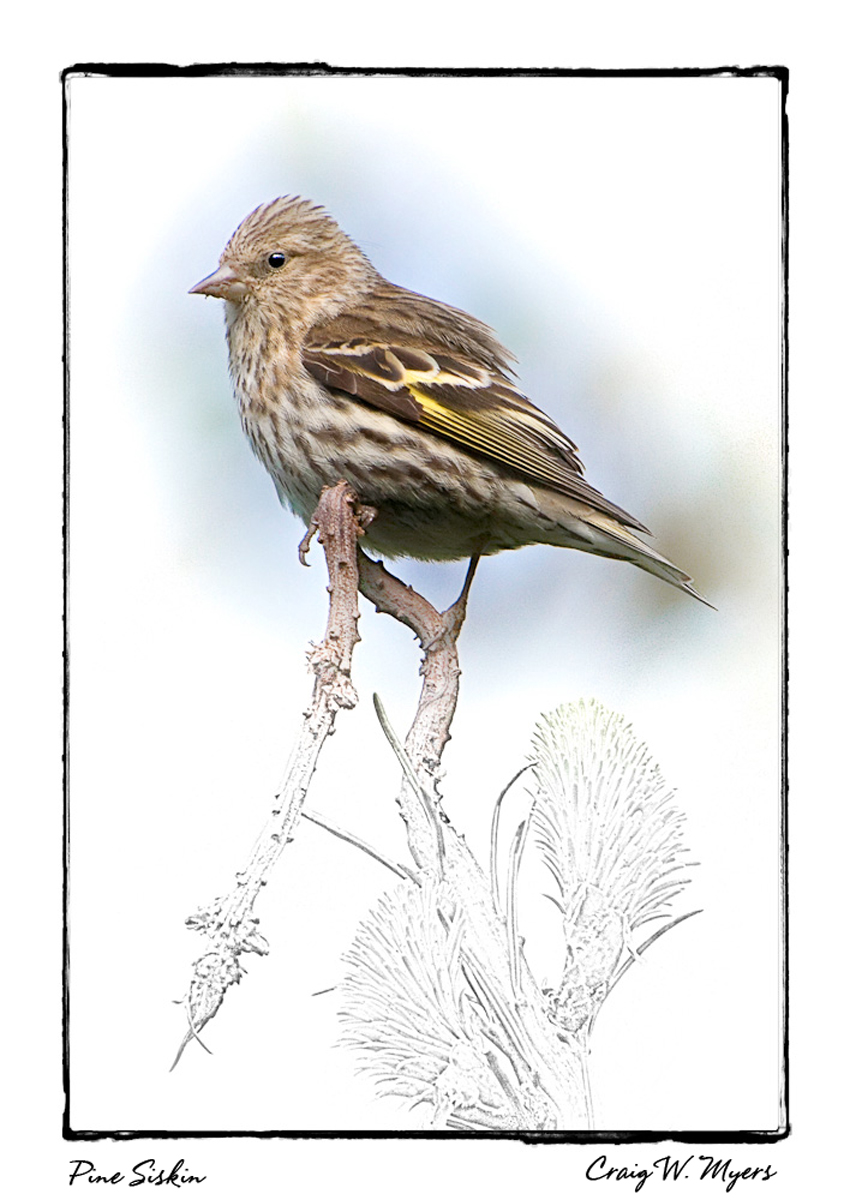 Pine Siskin