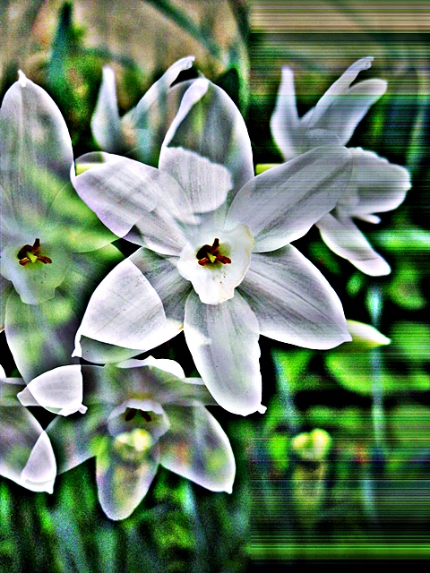 White Stars