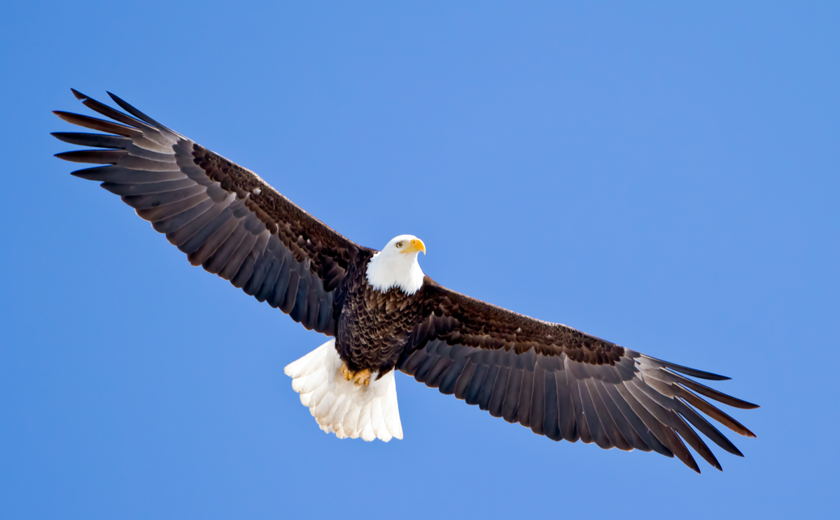 Bald Eagle-Repost