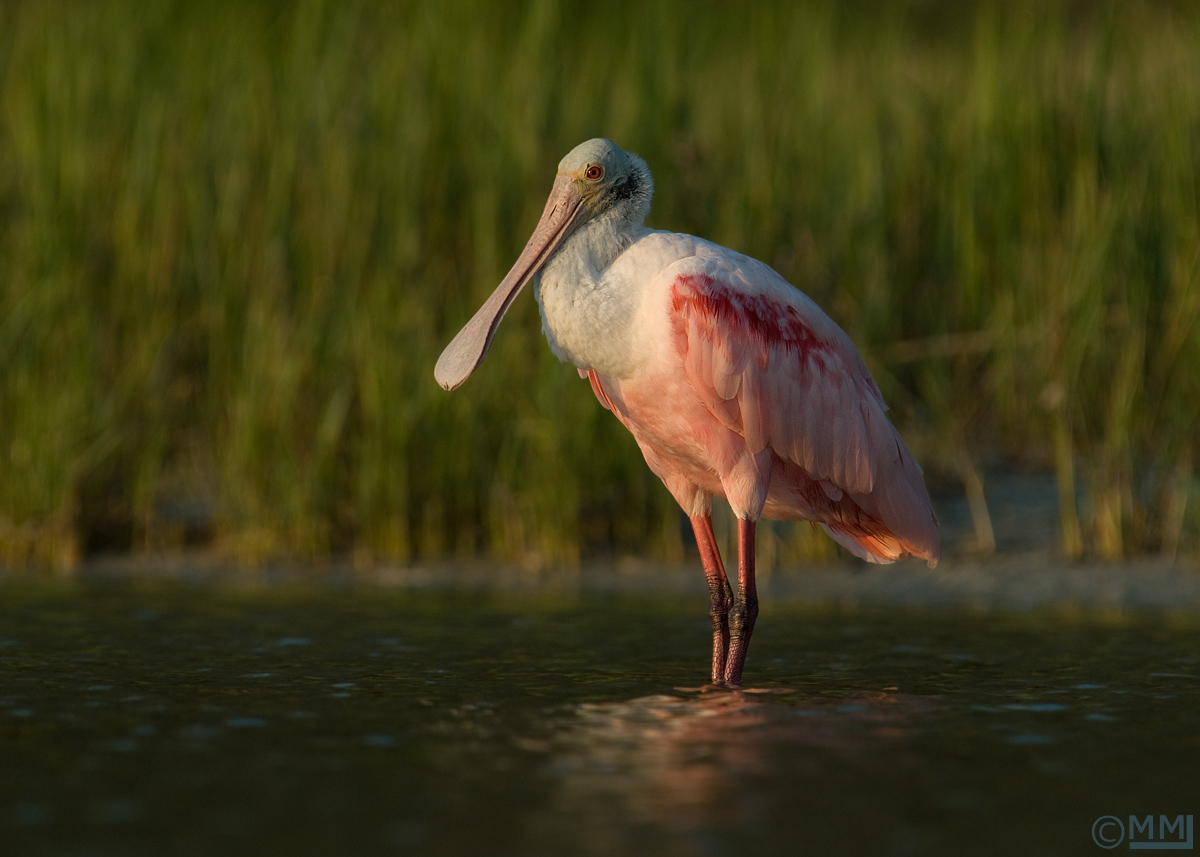 Roseate Spoonbill