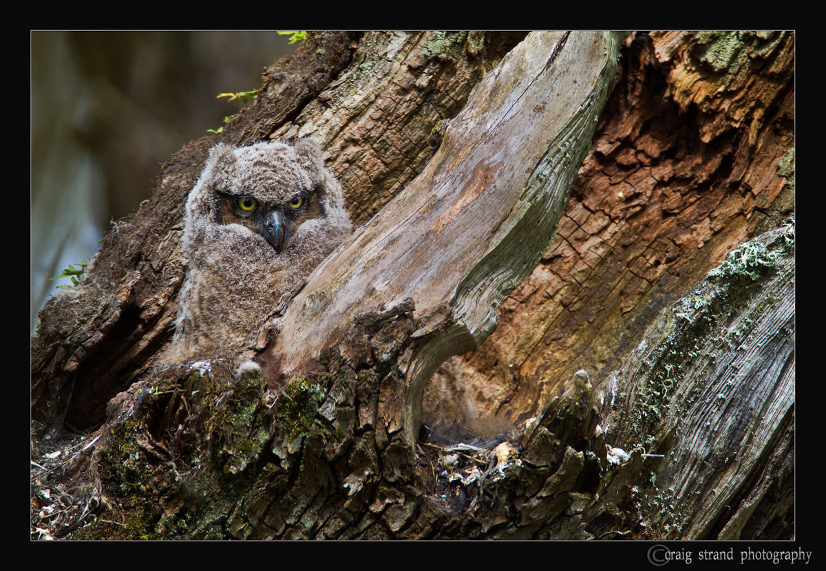 Owlet #2
