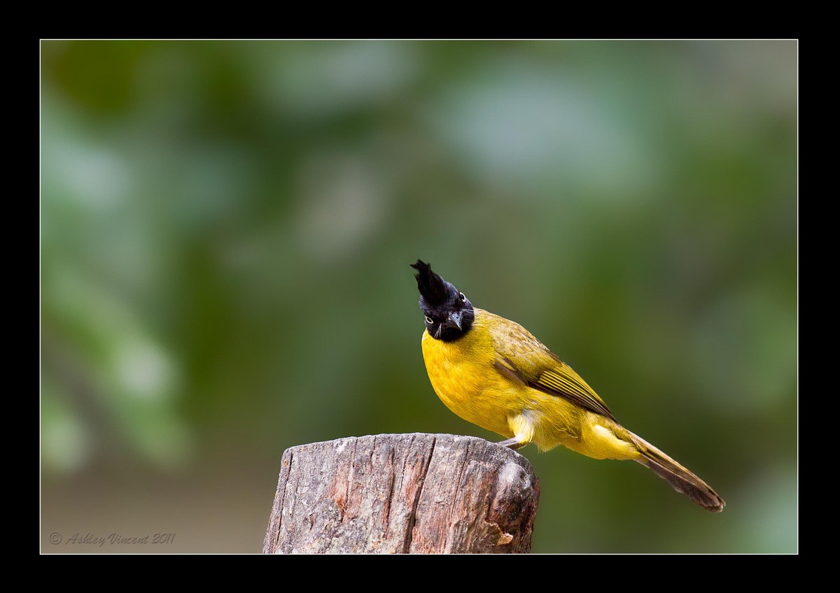 BC Bulbul - Reworked