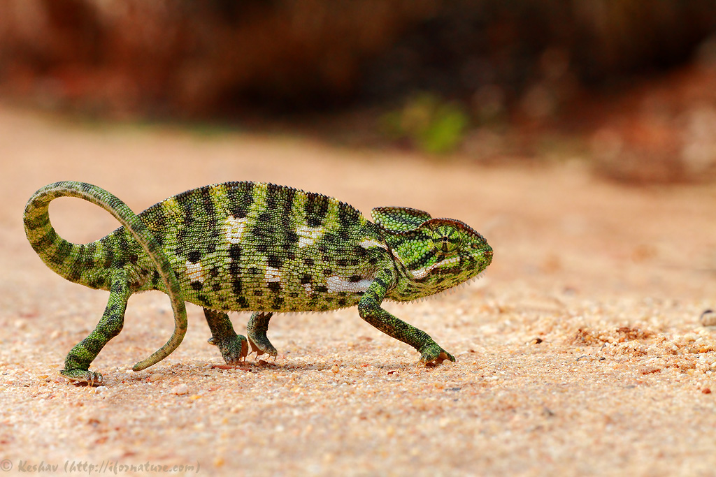 Chamaeleon Luck