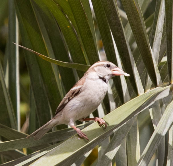 Sparrow