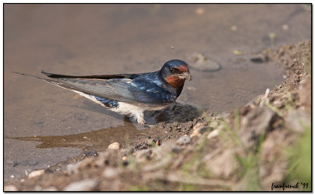 Swallow