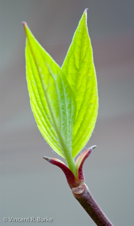 Early Spring Leaves