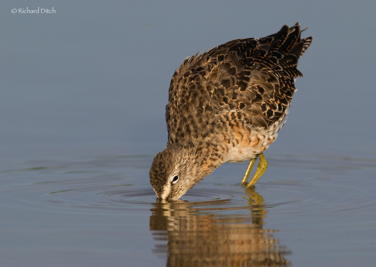 Long-billed Dowitcher