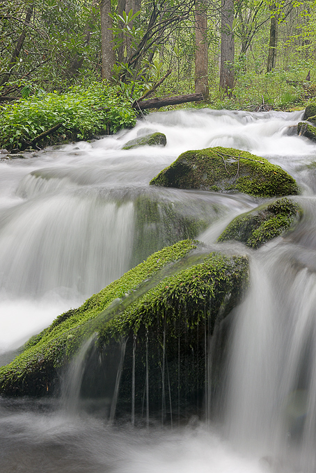 Spring Rapids