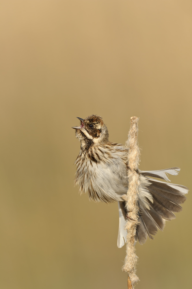 Female reed bunting