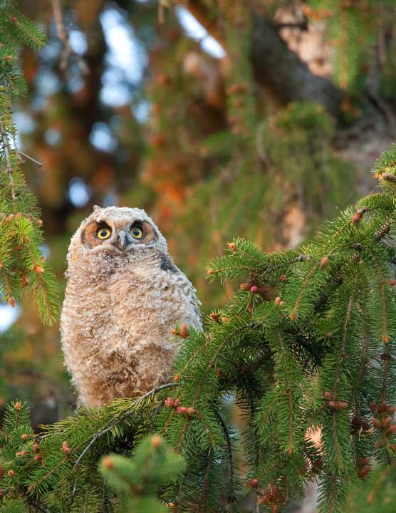 Great Horned Owl Owlet