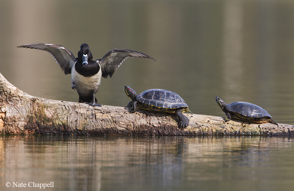 Tai-che Duck +Turtles