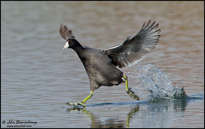 Coot