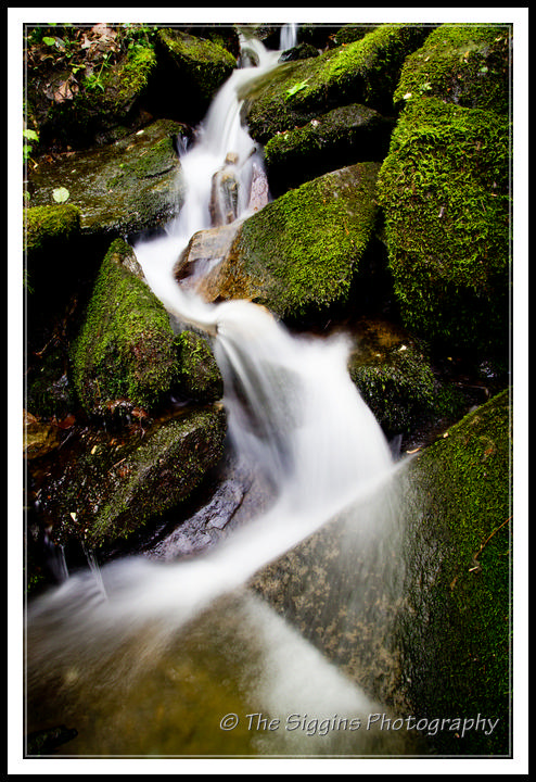 Spring Stream in Smokies