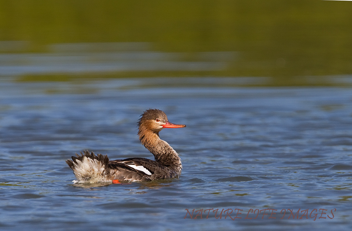 Merganser