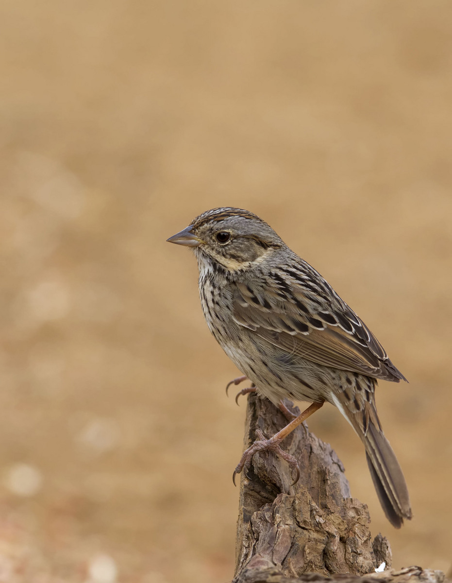 Lincoln Sparrow