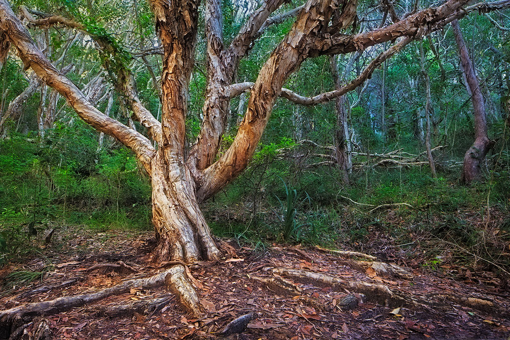 Paperbark Spirit