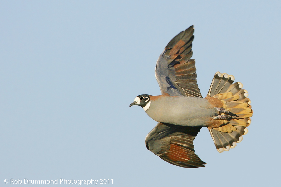 Flock Bronzewing