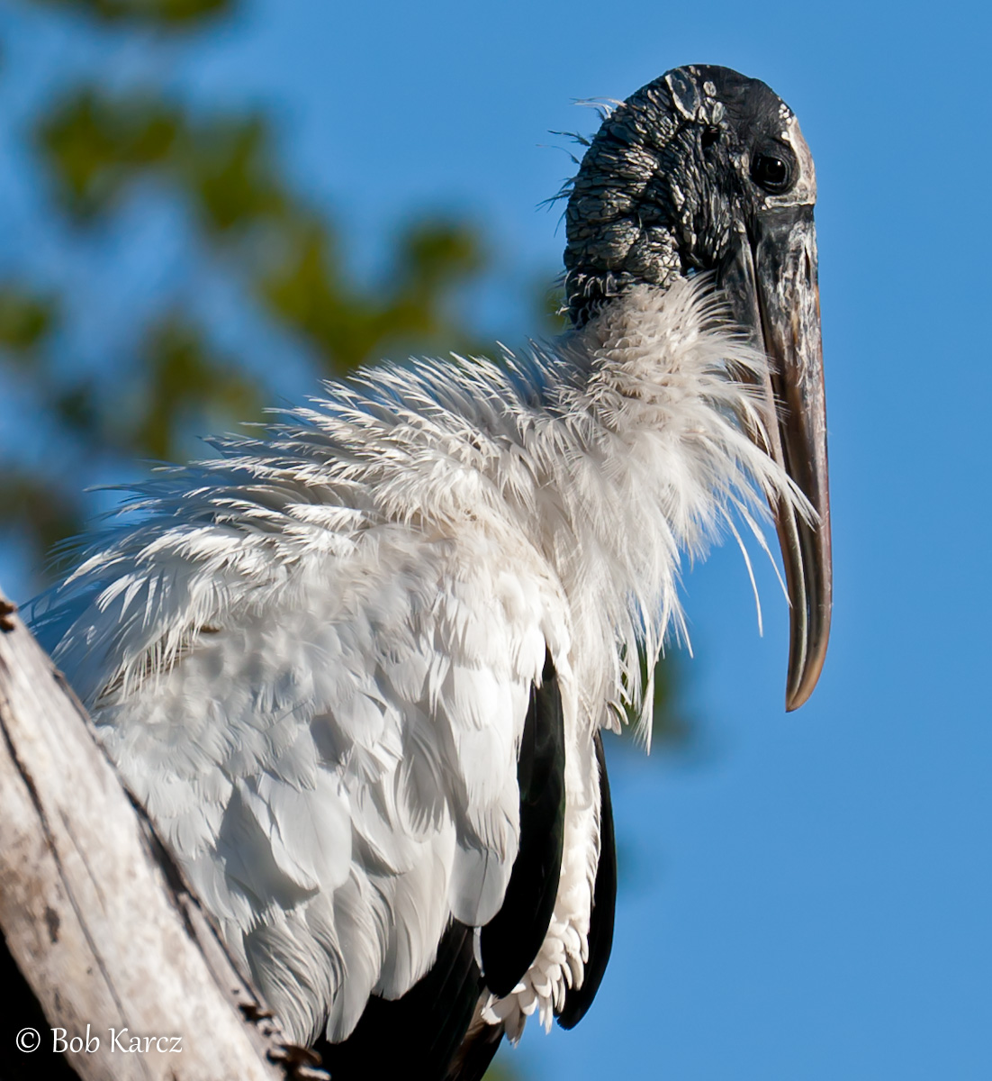 Wood Stork