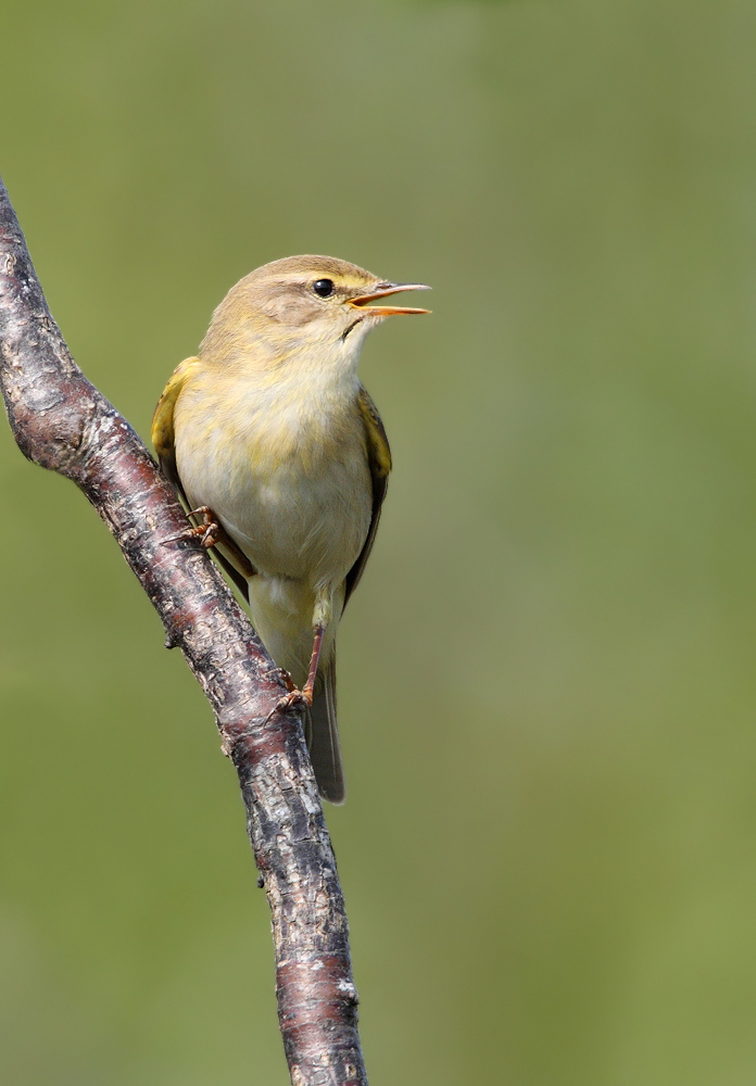 Willow Warbler