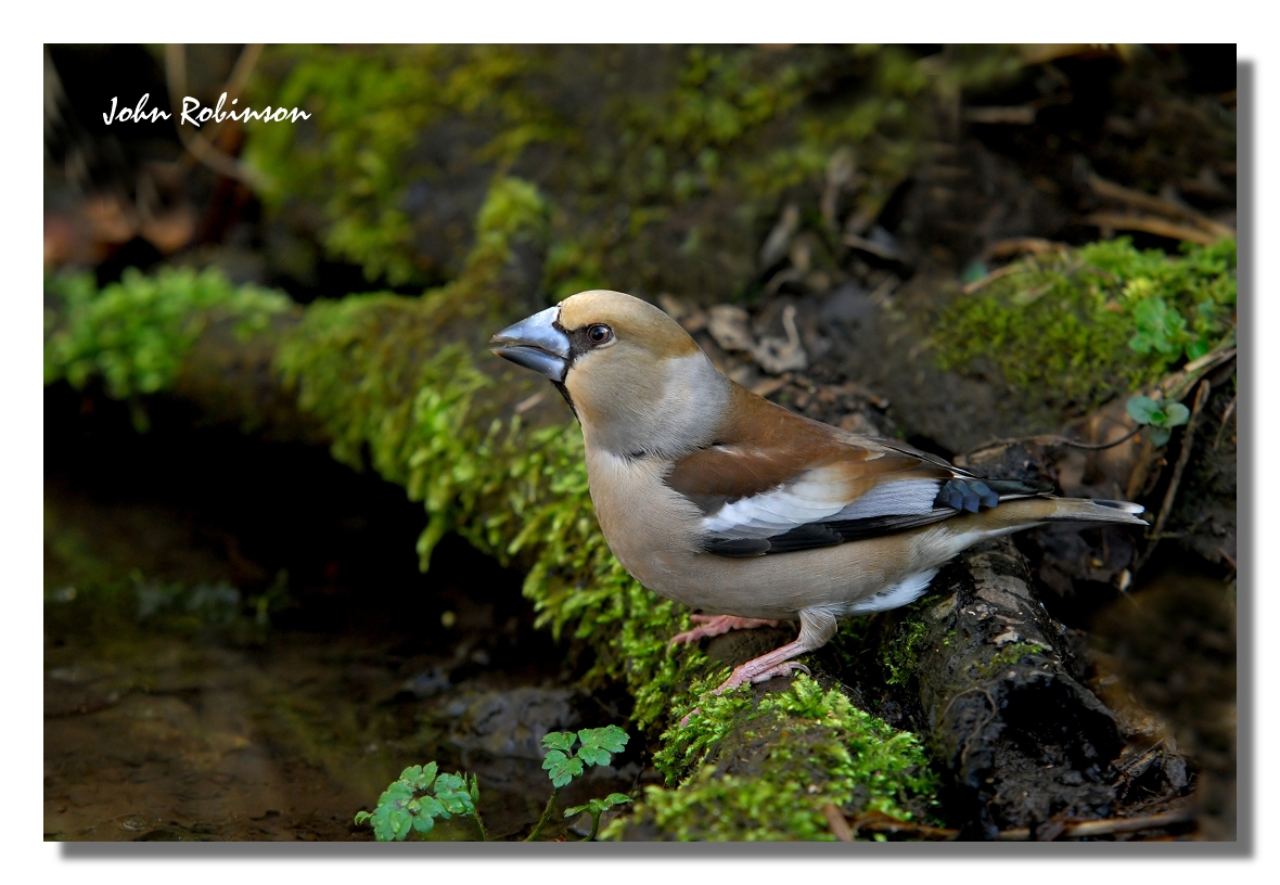 Hawfinch