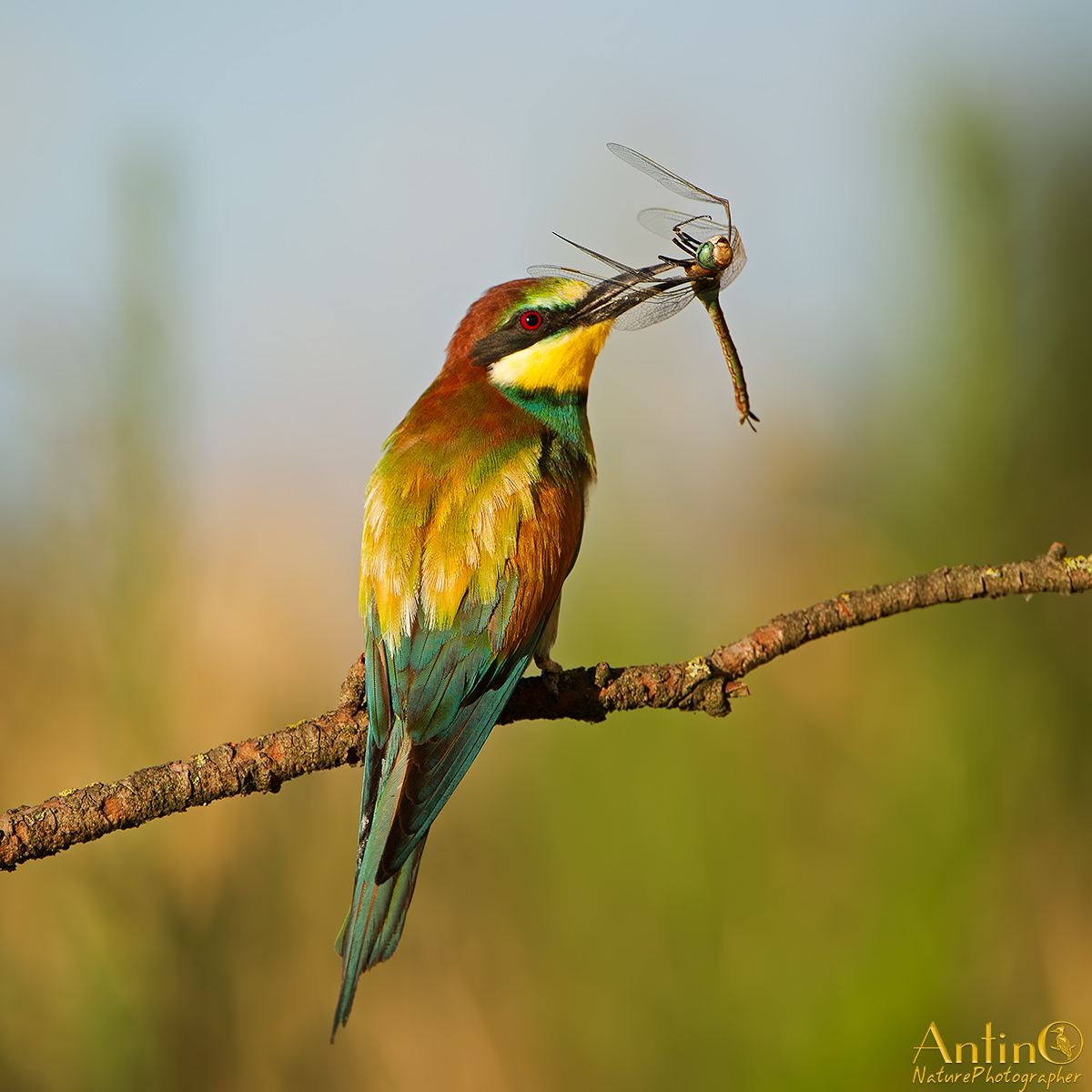 European Bee-eater