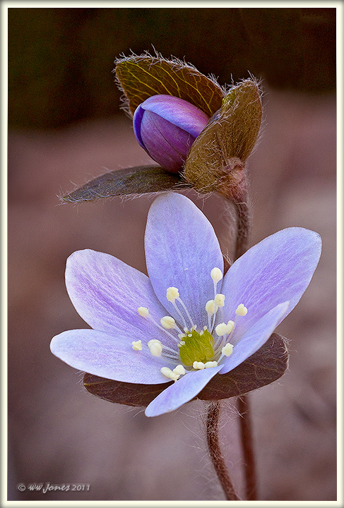 Hepatica & Bud
