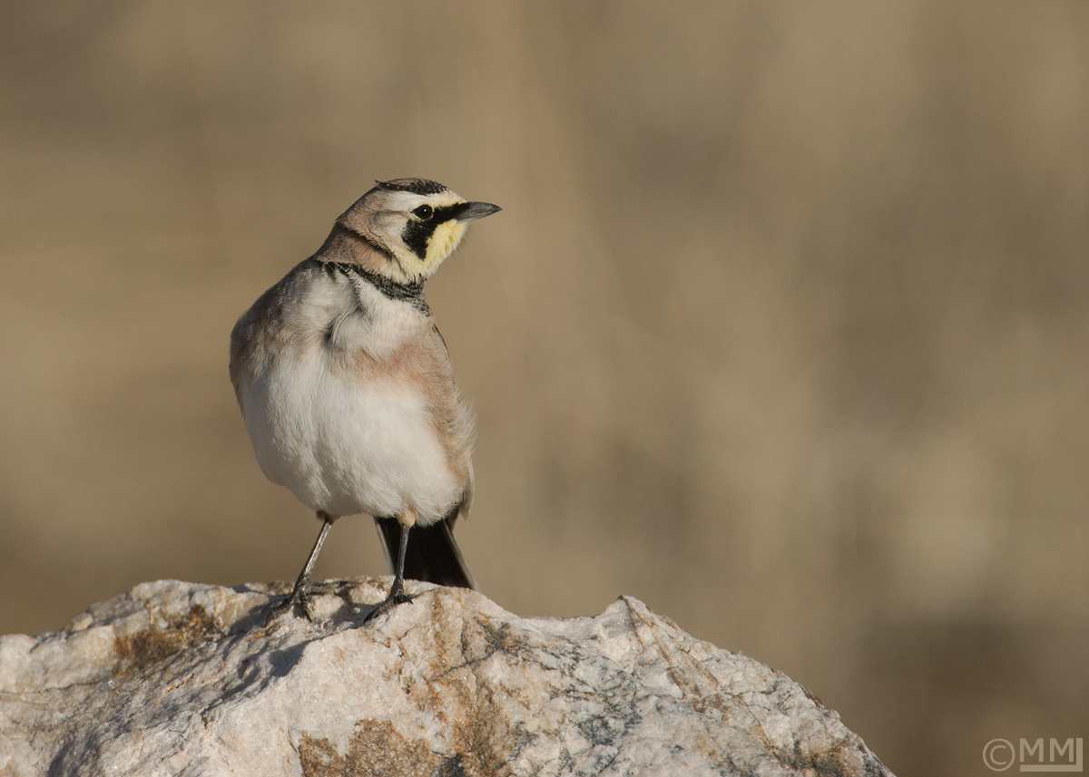 Horned Lark male