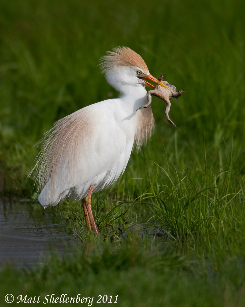 Cattle Egret with Toad
