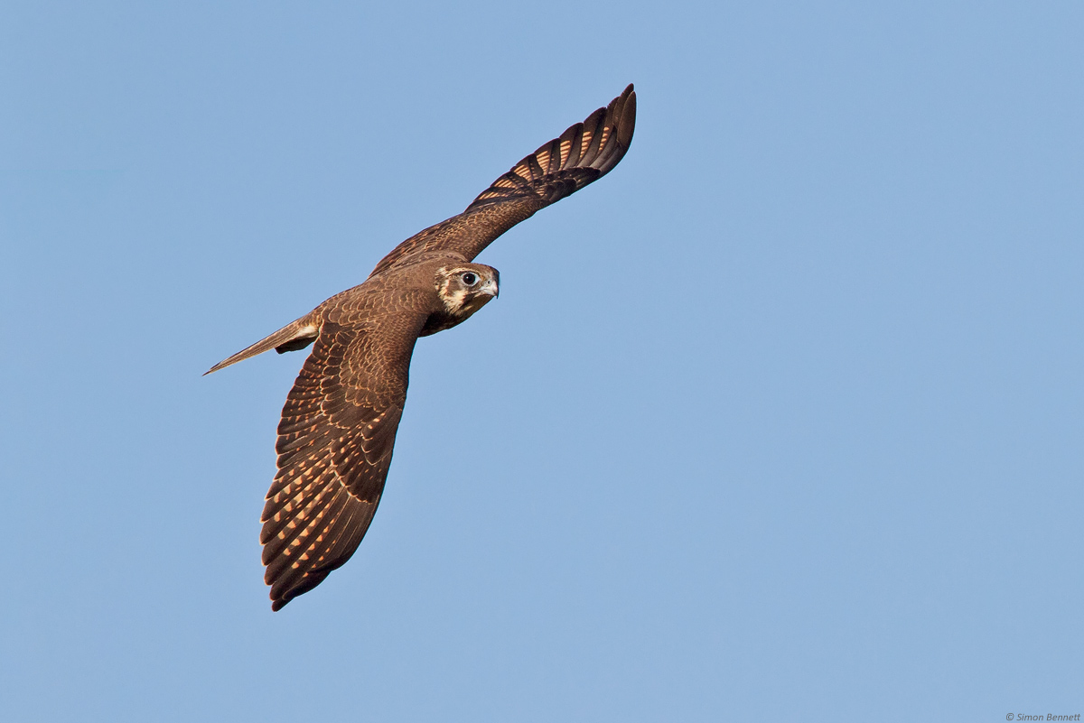 Brown Falcon