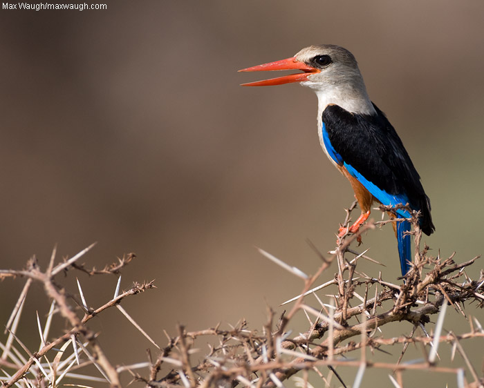 Grey-Headed Kingfisher