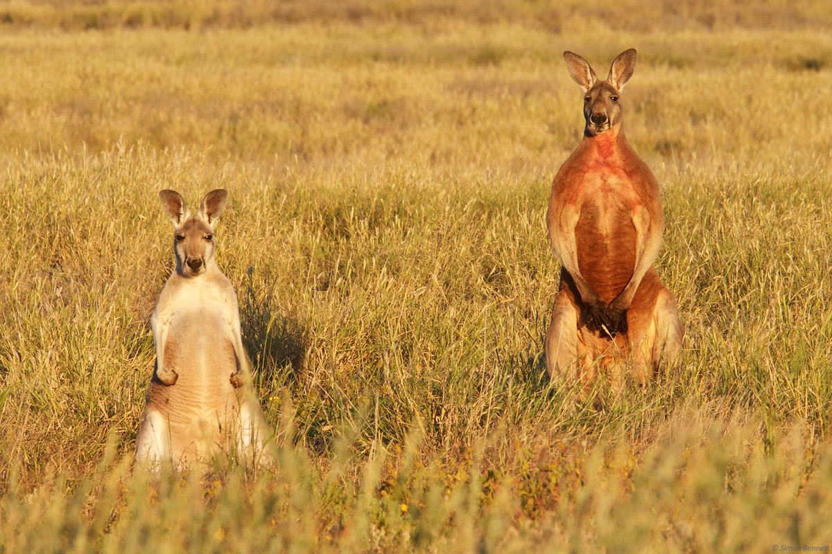 Red Kangaroos