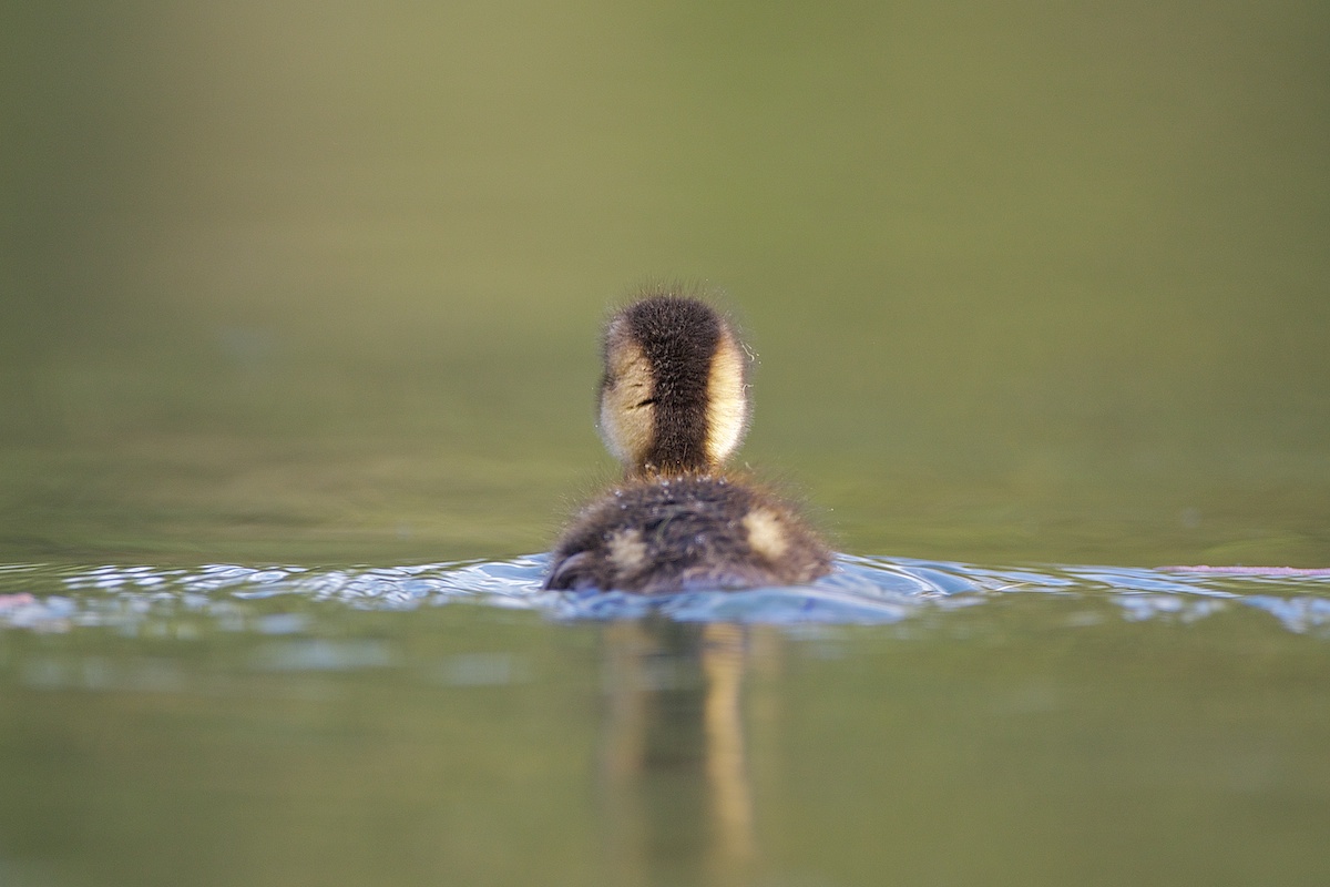 Mallard Duckling