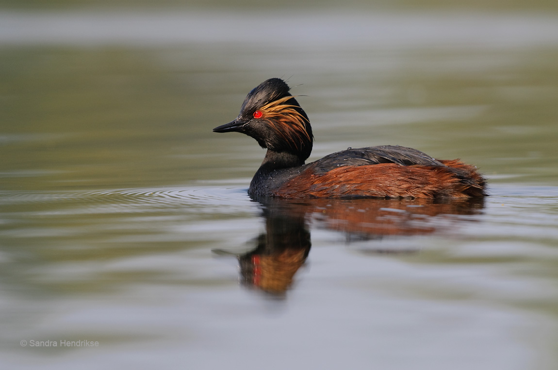Black-necked Grebe