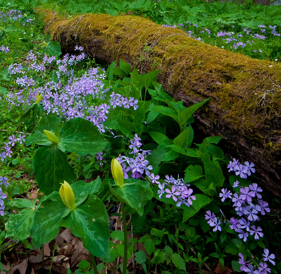 Flox in Spring