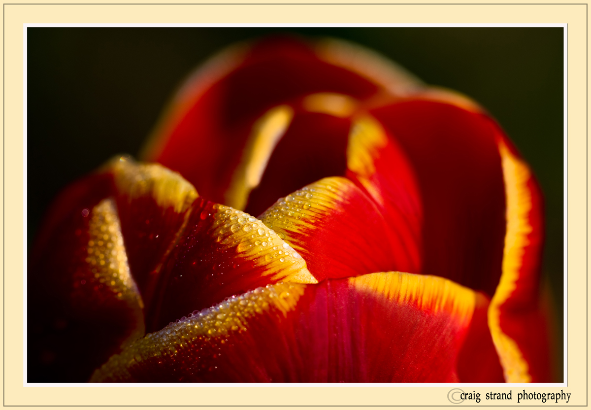 Do Tulips Drop Dew. . . 