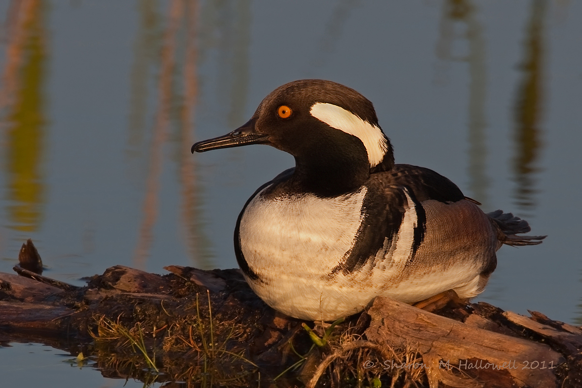 Hooded Merganser