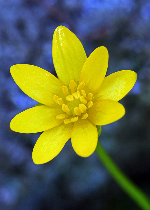 Marsh marigold