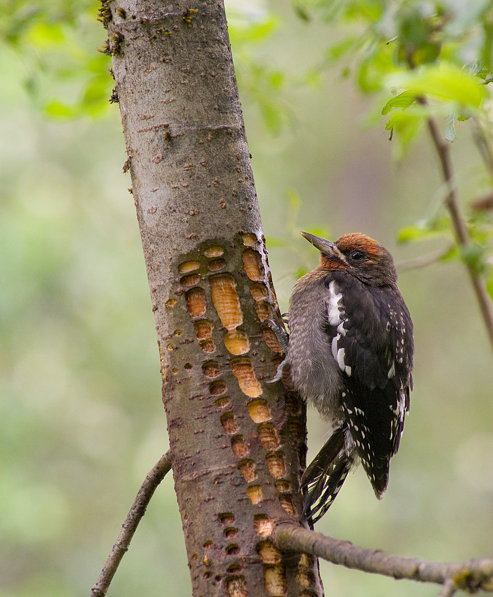 Red-breasted Sapsucker