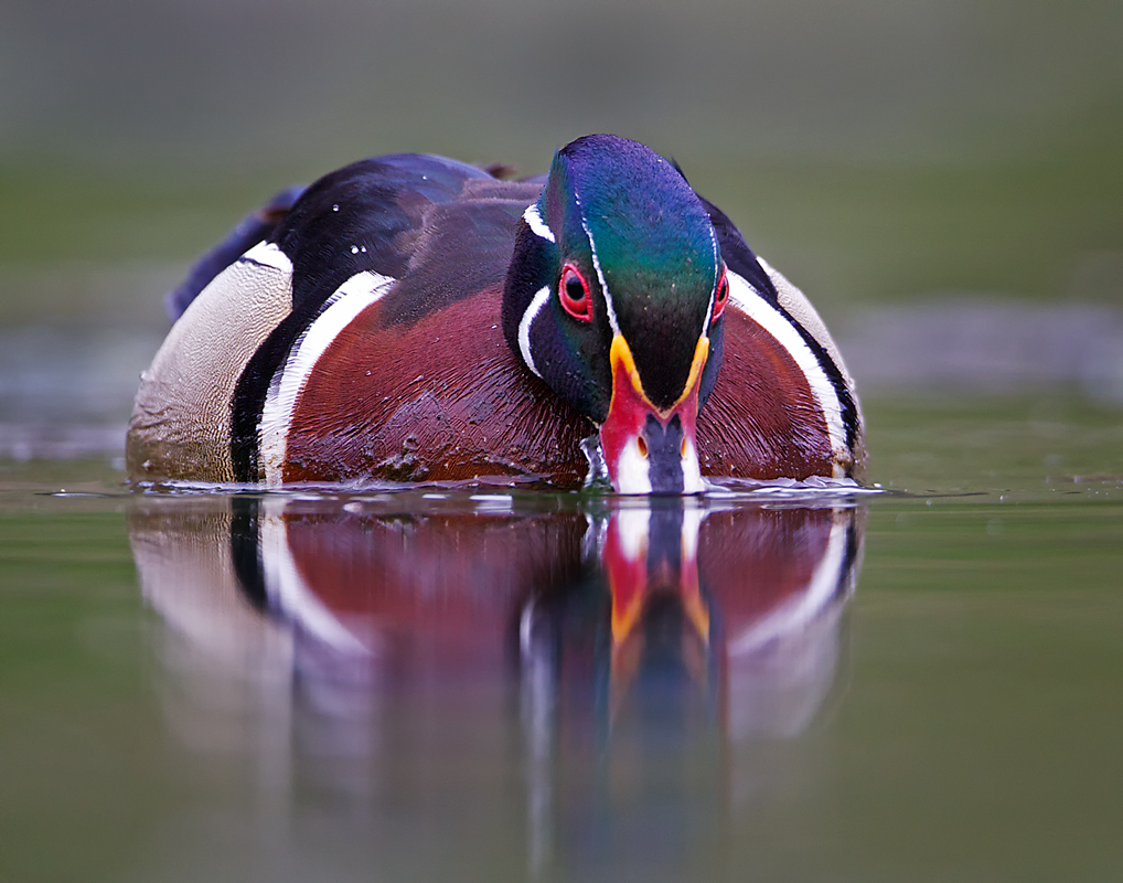 Wood Duck Drake