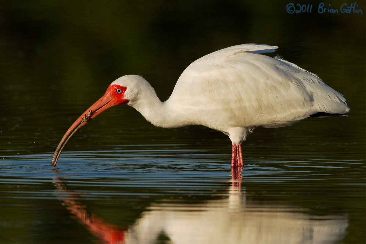 White Ibis with Crab