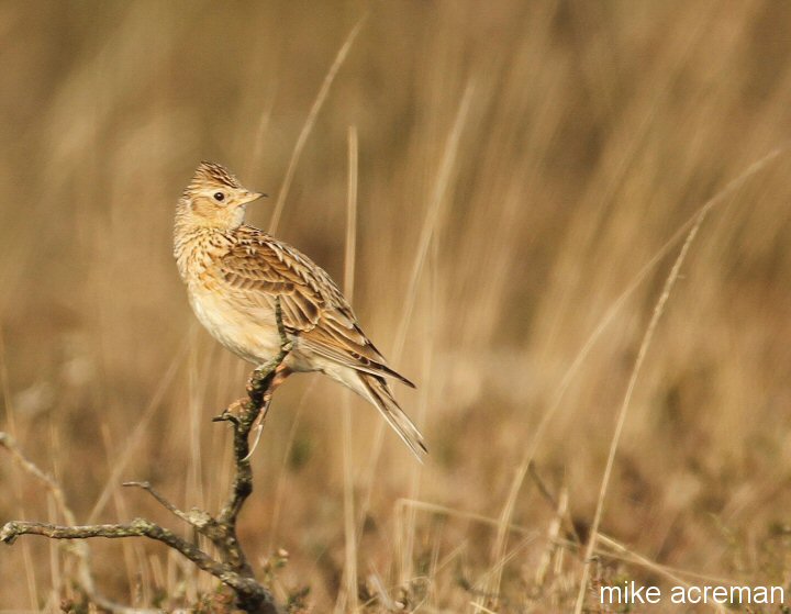 skylark