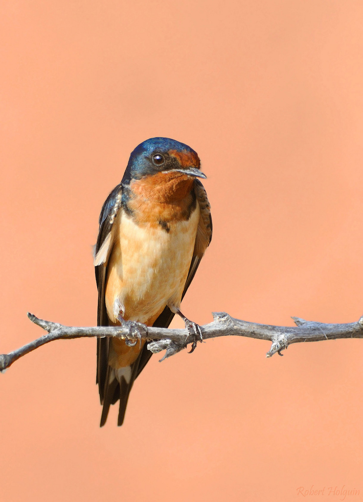 Barn Swallow