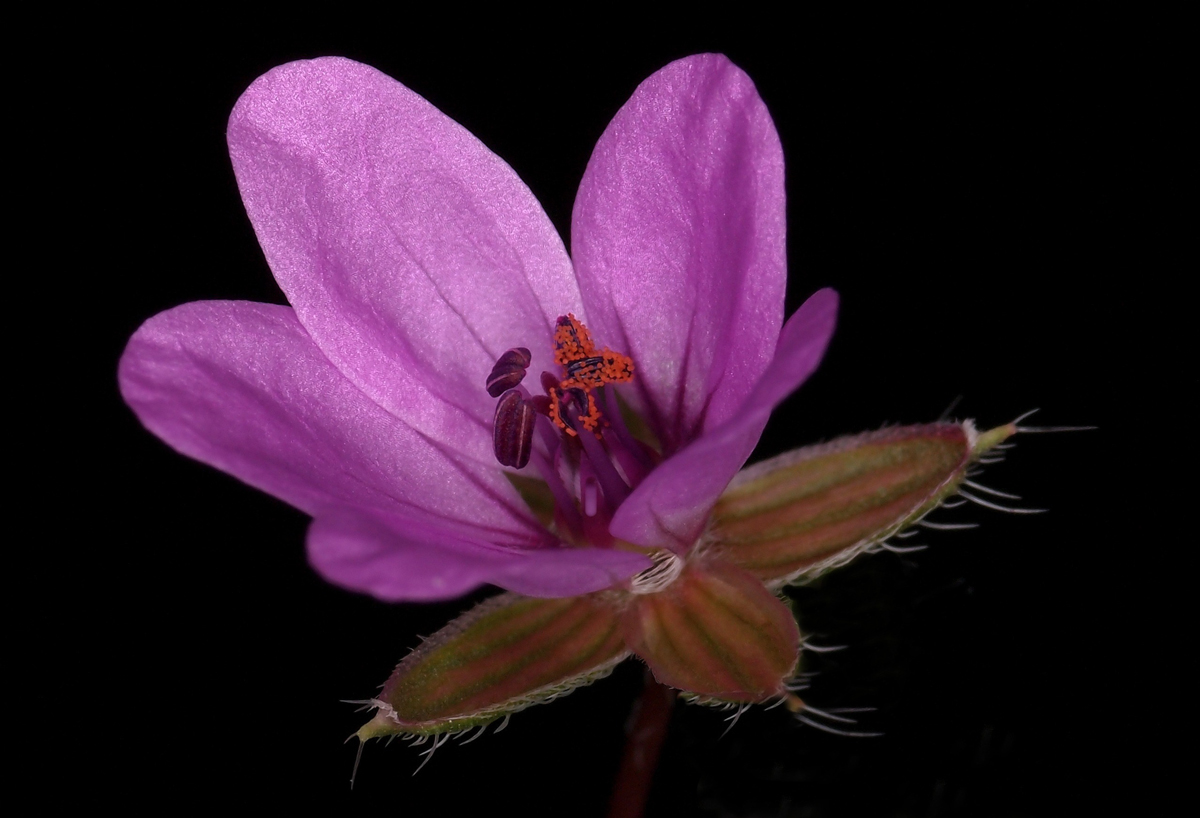 Galia?  G.splendens?