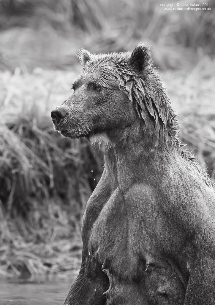 Grizzly bear sow + Col