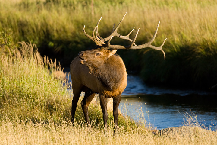 Bull Elk, RMNP