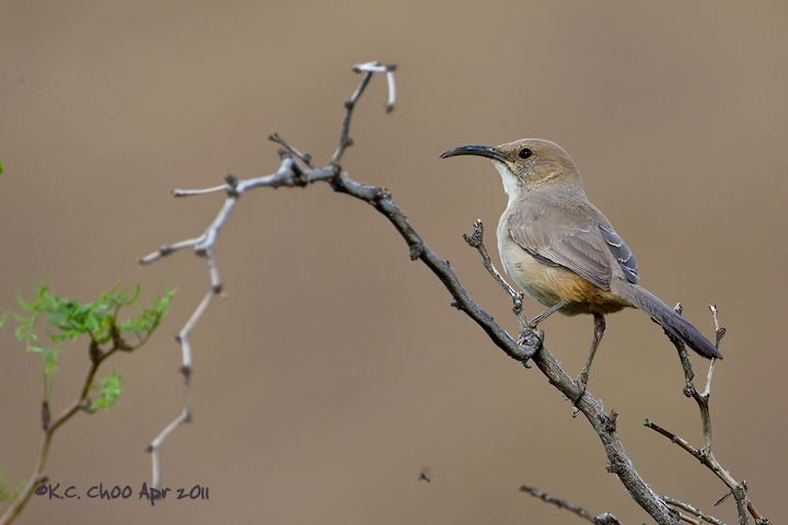 Le Conte's Thrasher