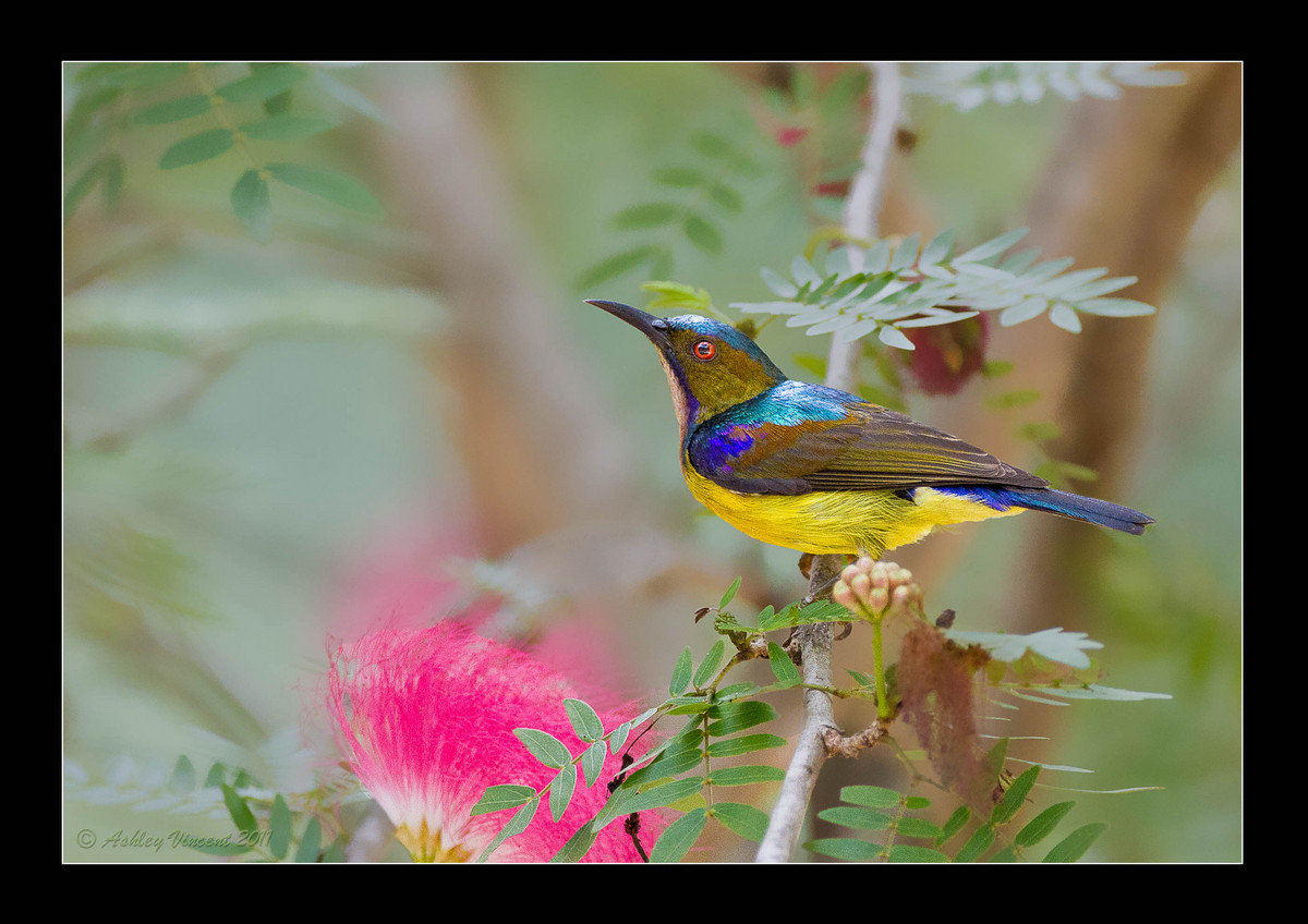 Brown-Throated Sunbird