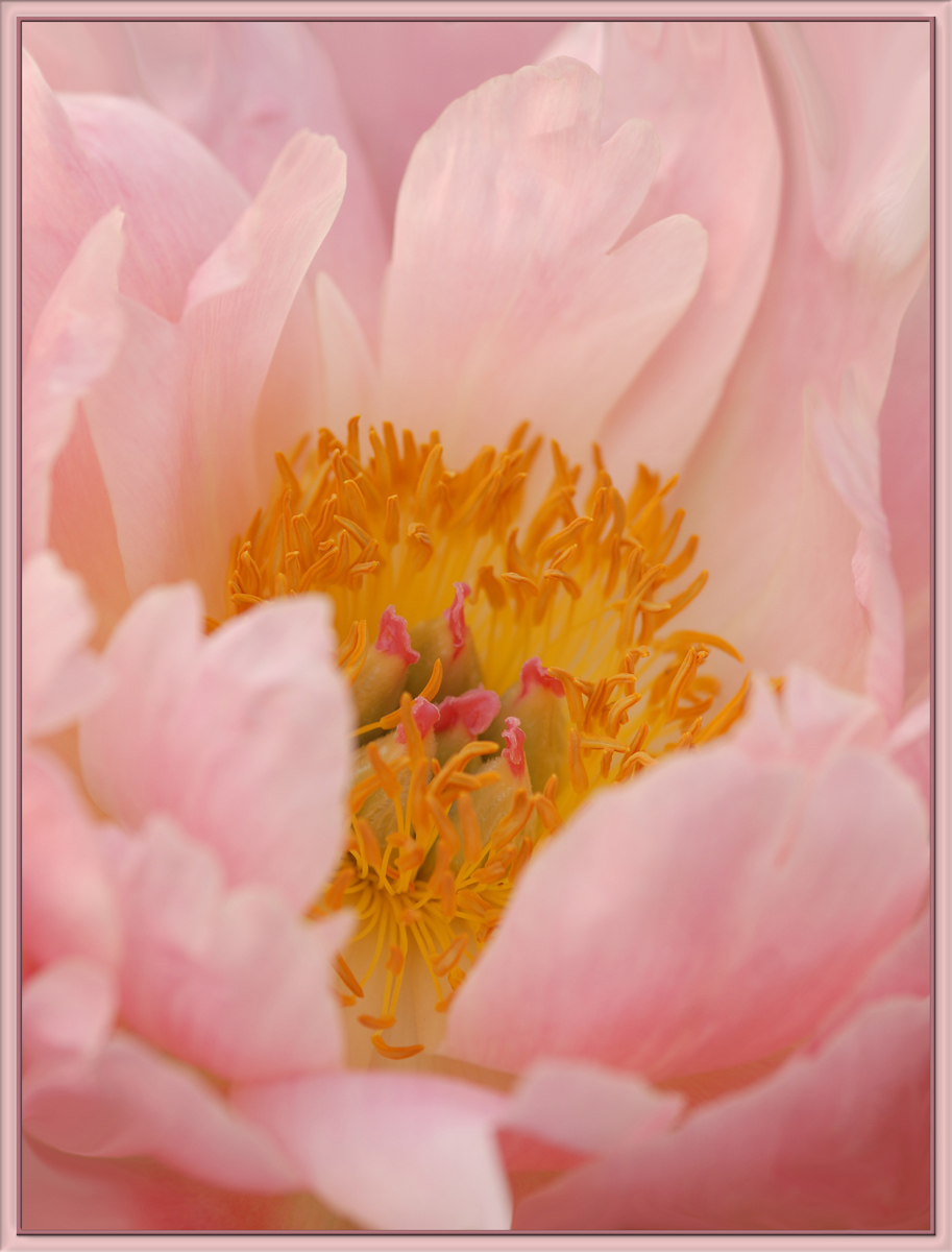 Peony 56