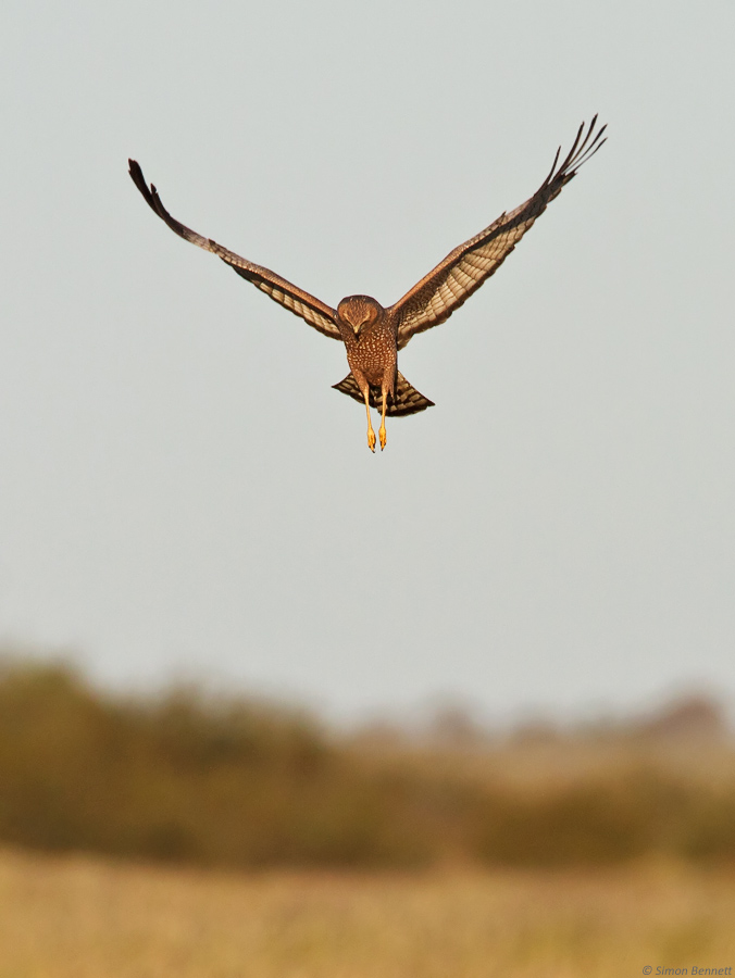 Spotted Harrier