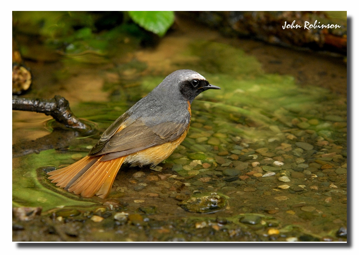 Redstart